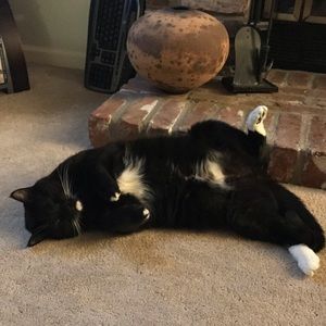 Meet your Posher, David